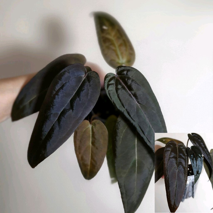 안스리움 레드벨벳케이크24x다크&핸섬9(닥터블락)--4