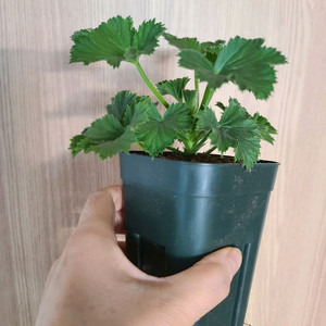 리갈제라늄 모나리자바이스