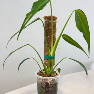 몬스테라 딜라테라타 버랄막스 플레임