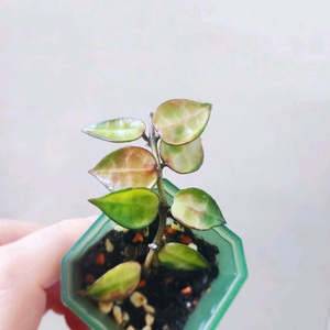 호야라쿠노사 레드리프