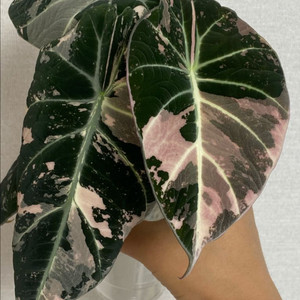 알로카시아 블랙벨벳 핑크바리에가타(안스,호야x)