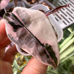 알로카시아 찬트리에 핑크 바리에가타