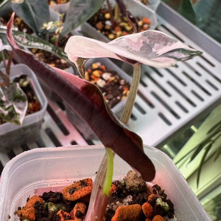 알로카시아 찬트리에 핑크 바리에가타--1