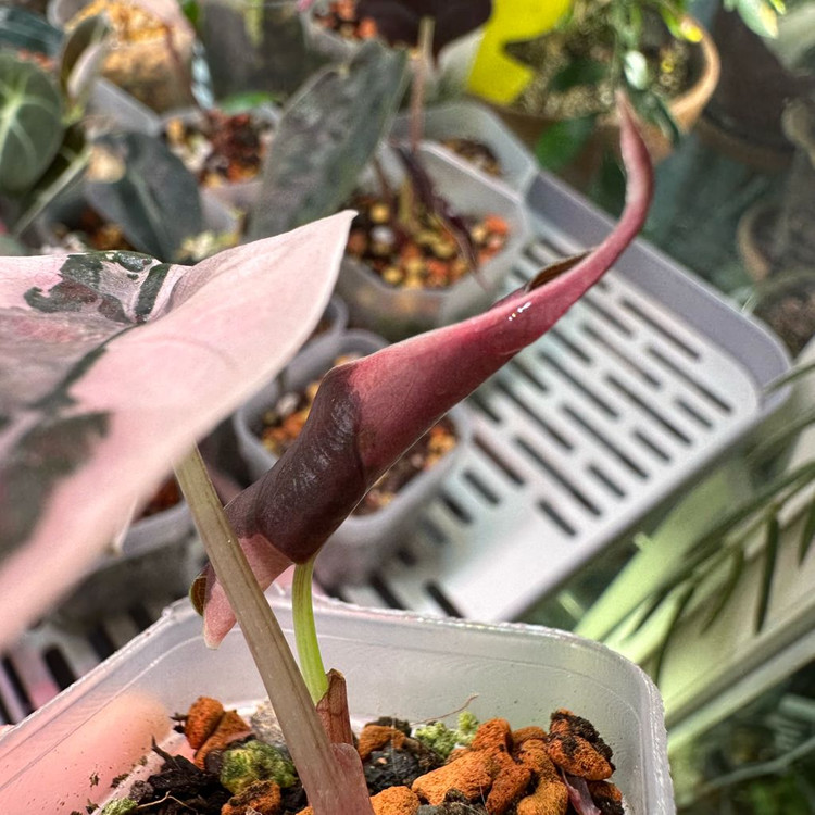 알로카시아 찬트리에 핑크 바리에가타--2