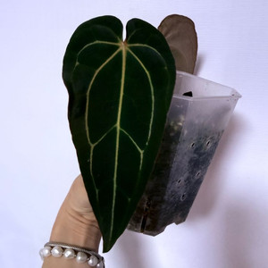 안스리움 자미블체