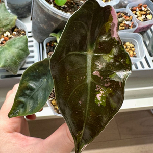 알로카시아 찬트리에 핑크 바리에가타