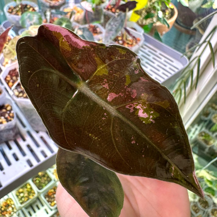 알로카시아 찬트리에 핑크 바리에가타--1