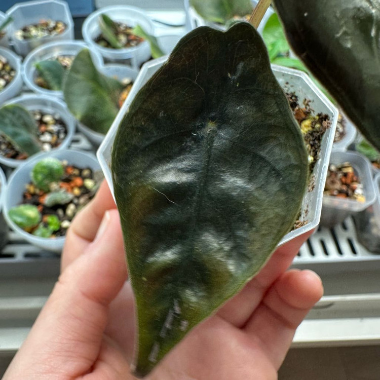 알로카시아 찬트리에 핑크 바리에가타--2