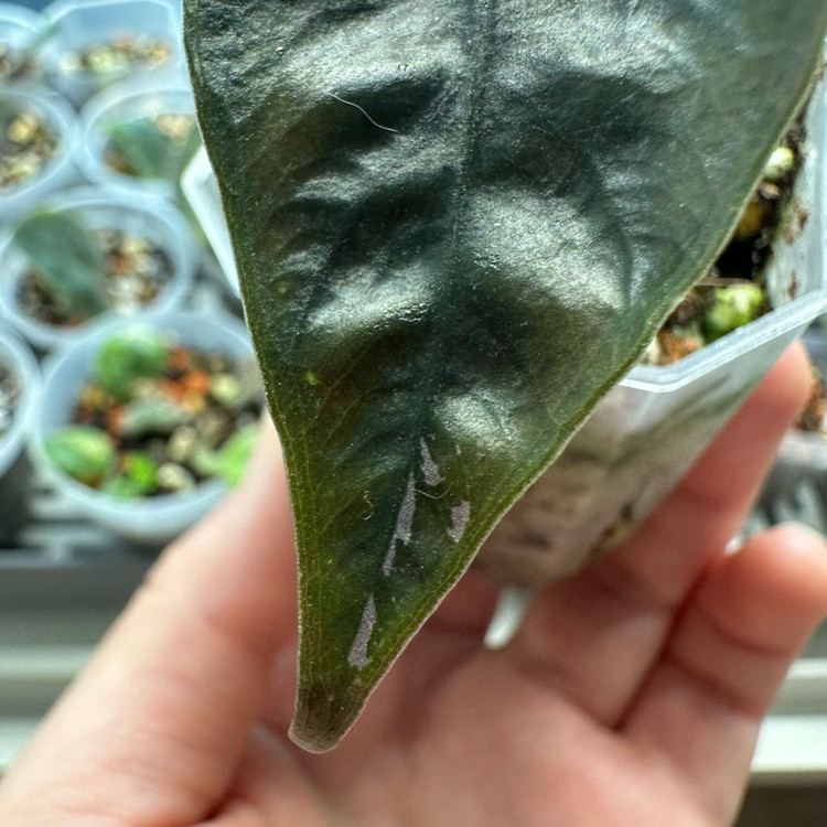 알로카시아 찬트리에 핑크 바리에가타--3