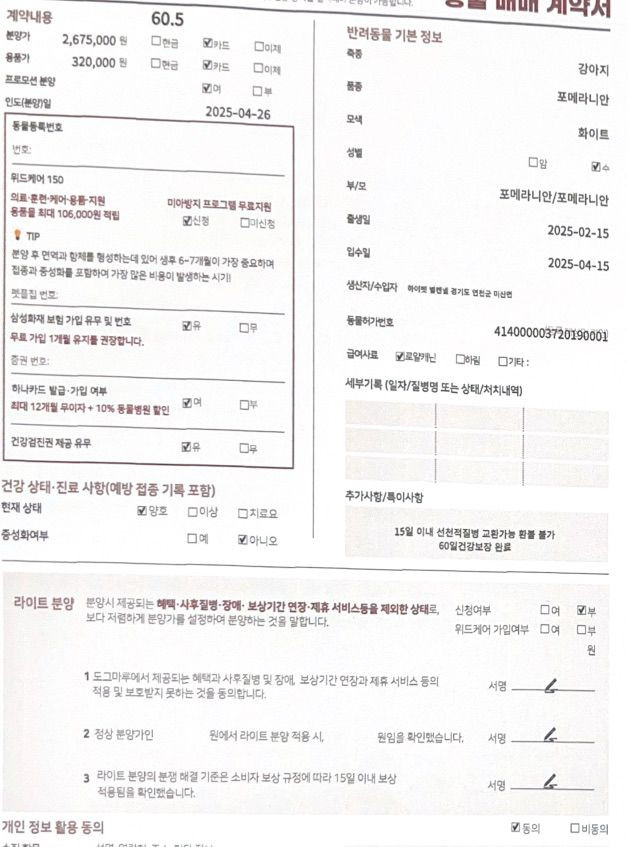 잠실 도그마루)강아지 분양권 팝니다(25%할인) 이미지