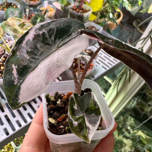 알로카시아 푸세이도 핑크+찬트리에 핑크