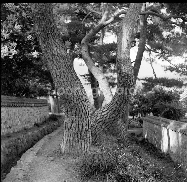 중형 폴딩카메라 Weltax--7