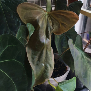 안스리움 sp.nov.Df (탑커팅)