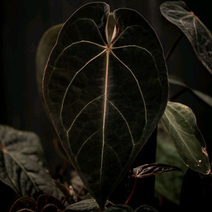 안스리움 칼라블랙키+에오스 selected (탑커팅)