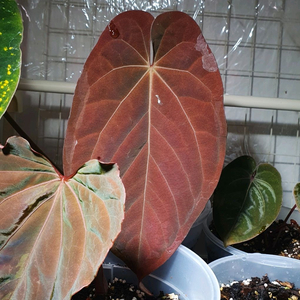 안스리움 에오스+안톨라키 selected (탑커팅)