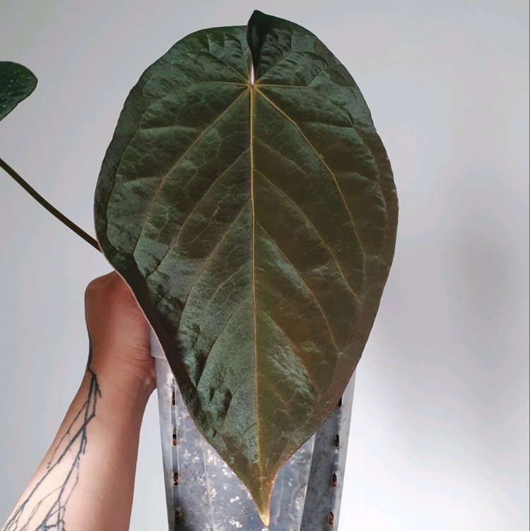 안스리움 에오스+안톨라키 selected (탑커팅)--1