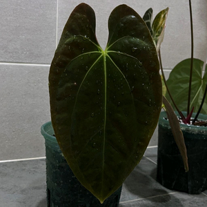 안스리움 군나얄라