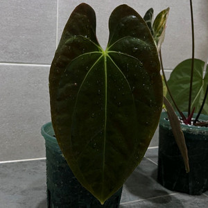 안스리움 군나얄라