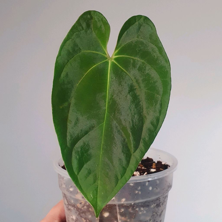 안스리움 군나얄라--1