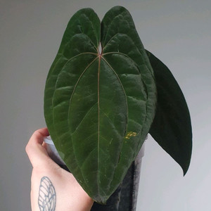 안스리움 레드베인다크피닉스 (RVDP)