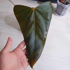 안스리움 블랙스위트