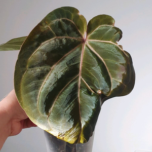 안스리움 (킹오브스페이드+레드크리스탈리넘)+(칼라블랙키+안톨라키)