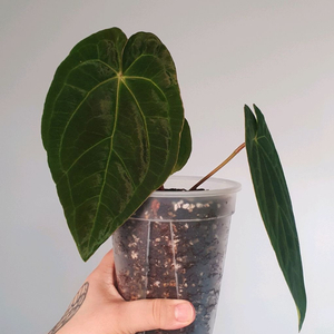 안스리움 (칼라블랙키+안톨라키)+드레스러리