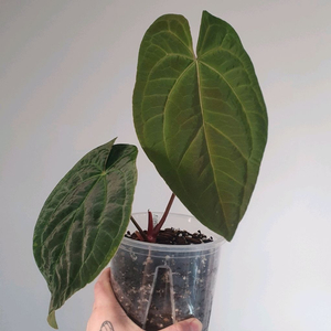 안스리움 레드베인다크피닉스+다크피닉스