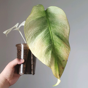 몬스테라 델리+보르시지아나 풀민트 바리에가타