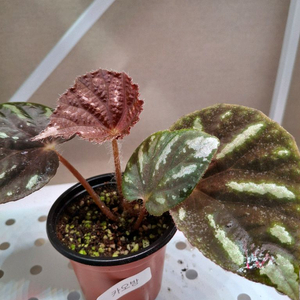 카오방 베고니아