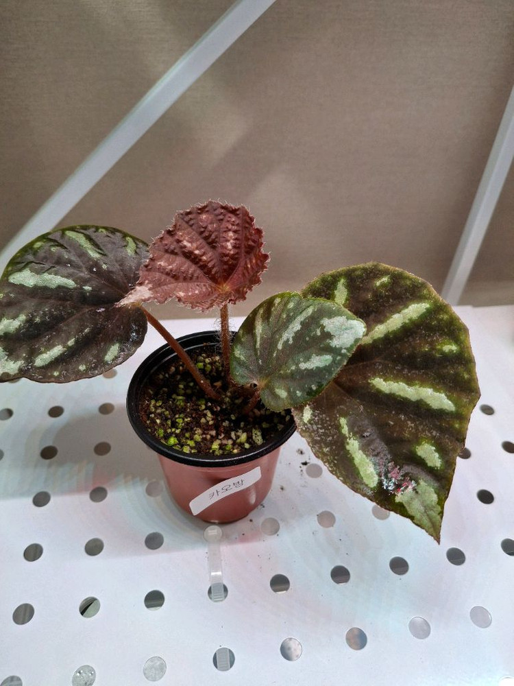 카오방 베고니아--1