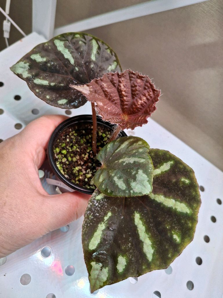 카오방 베고니아--2