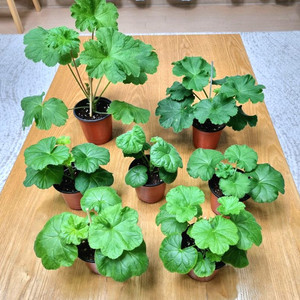 중품 제라늄 7종 일괄