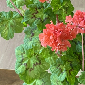 제라늄 보니페이스 버터플라이