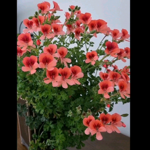 엔젤아이즈 오렌지 대품