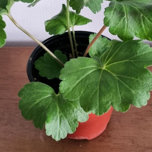 제라늄 레오나 갤럭시