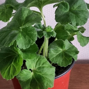 제라늄 로얄브라이트