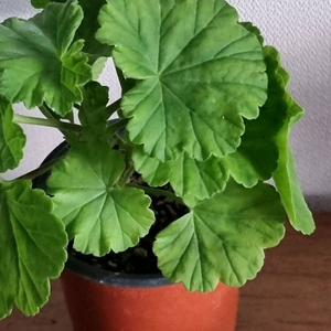 제라늄 밀필드로즈 중품