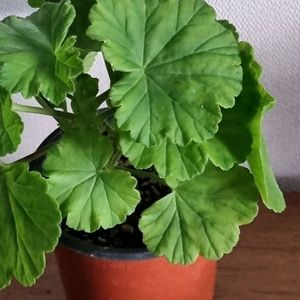 제라늄 밀필드로즈 중품