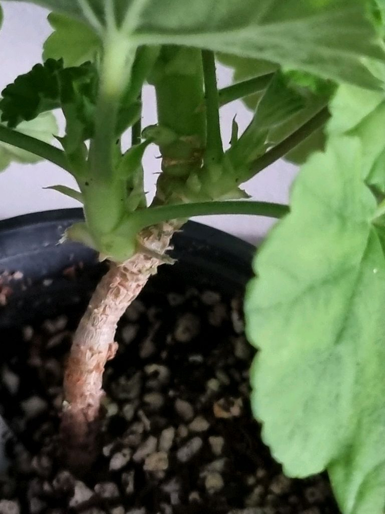 제라늄 밀필드로즈 중품--1