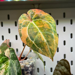 안스리움 바리에가타 선셋