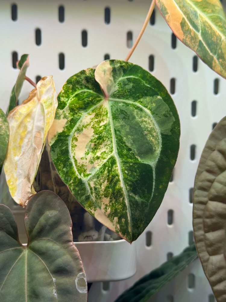 안스리움 바리에가타 선셋--1