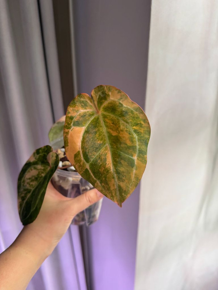 안스리움 바리에가타 선셋--2