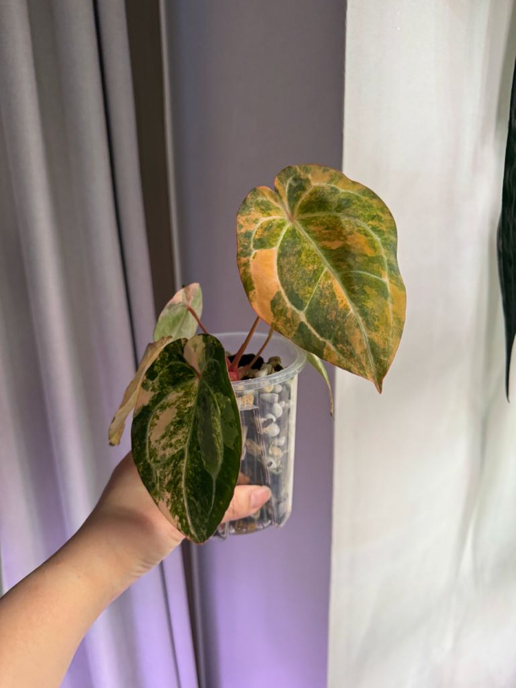 안스리움 바리에가타 선셋--3