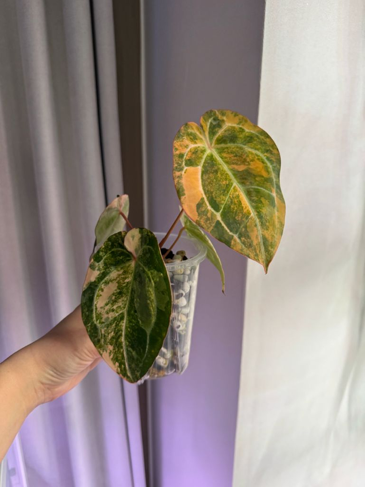 안스리움 바리에가타 선셋--4