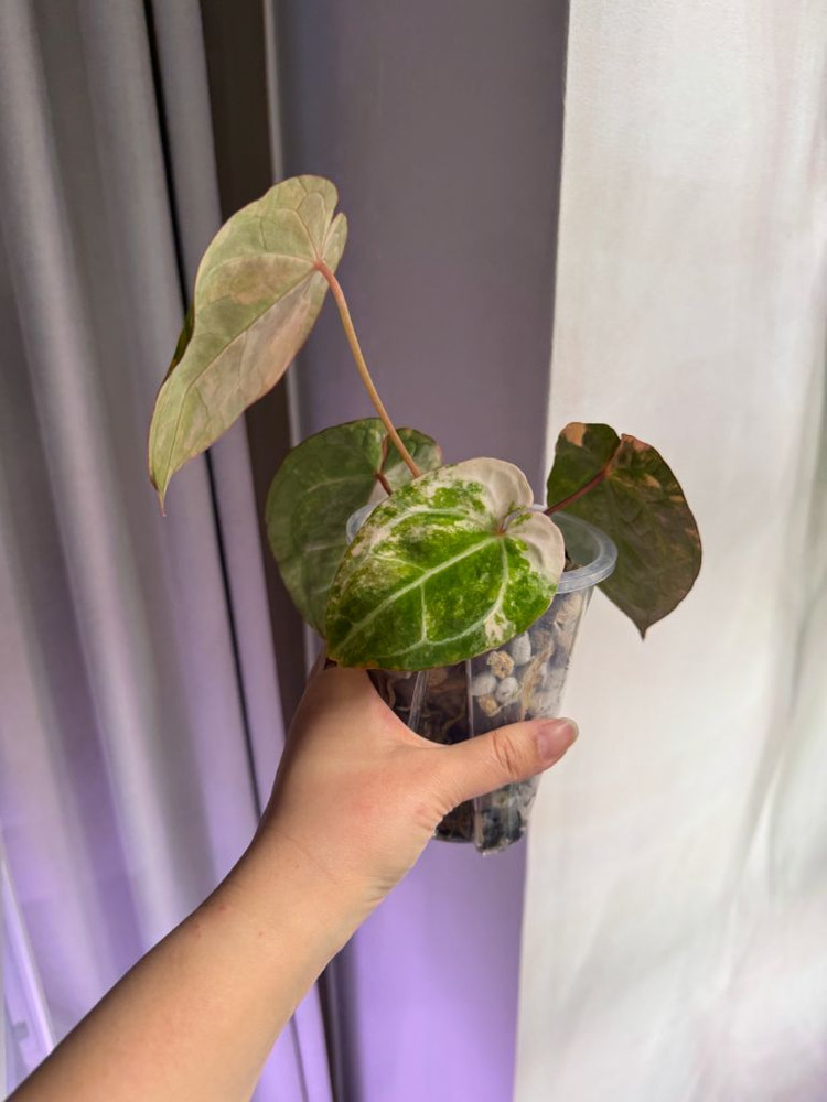 안스리움 바리에가타 선셋--5