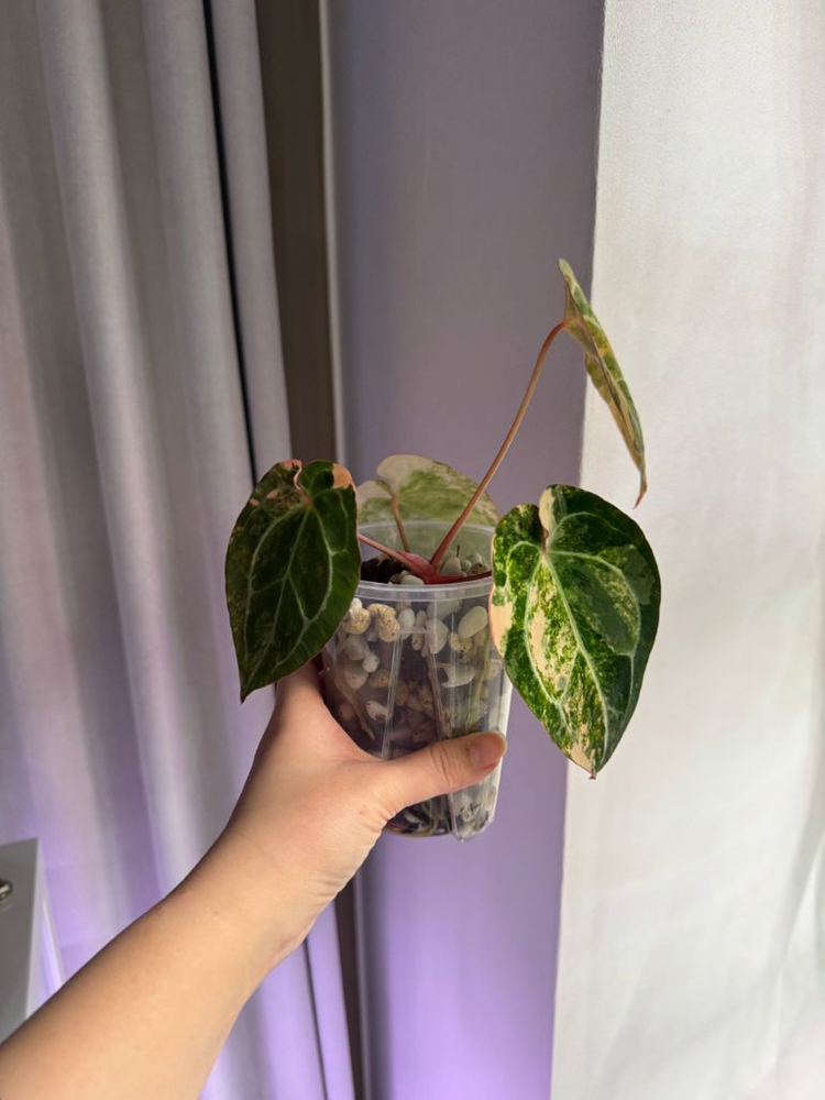 안스리움 바리에가타 선셋--6