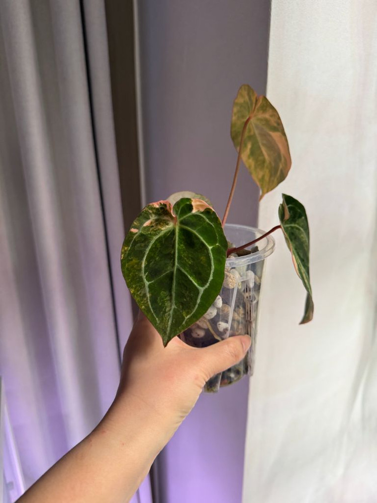 안스리움 바리에가타 선셋--7