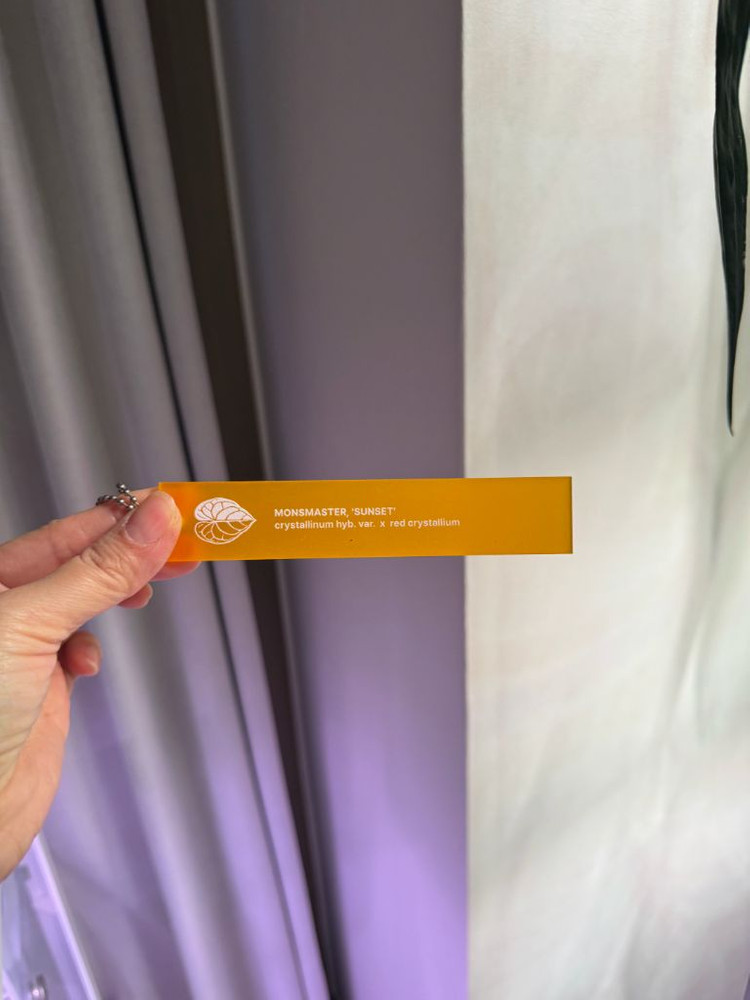 안스리움 바리에가타 선셋--9