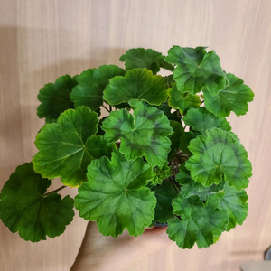 러시아제라늄 귀족부인